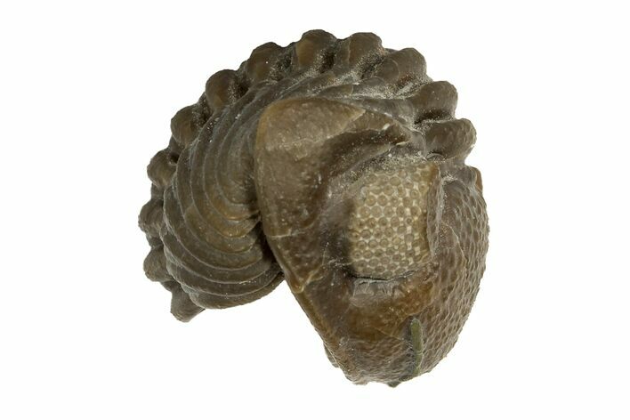 Wide, Enrolled Eldredgeops Trilobite Fossil - Ohio #188909